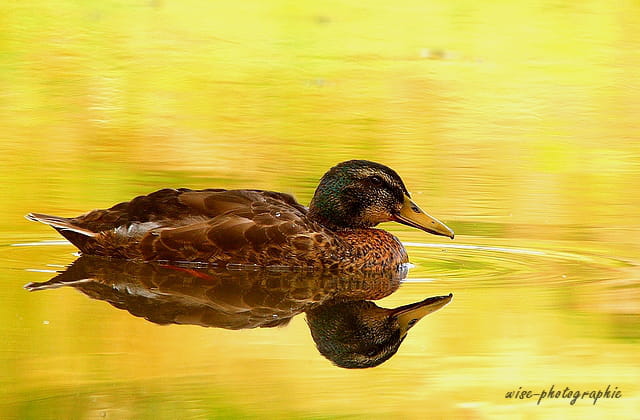 reflet