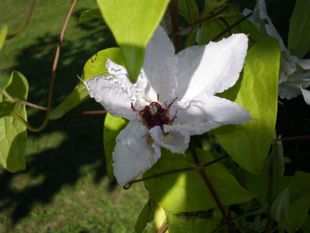 Renonculacée