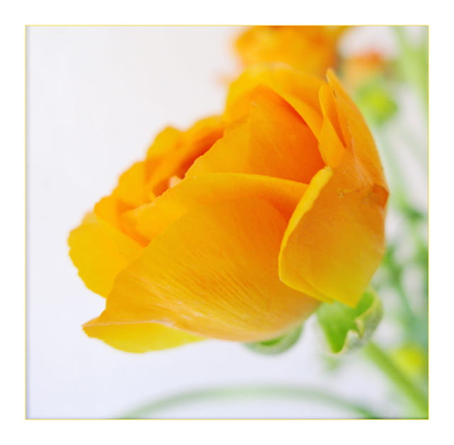 Renoncule jaune