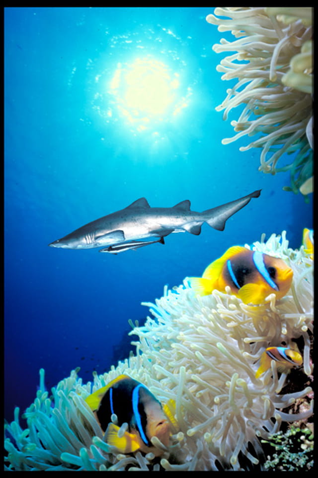 Requin clown ?