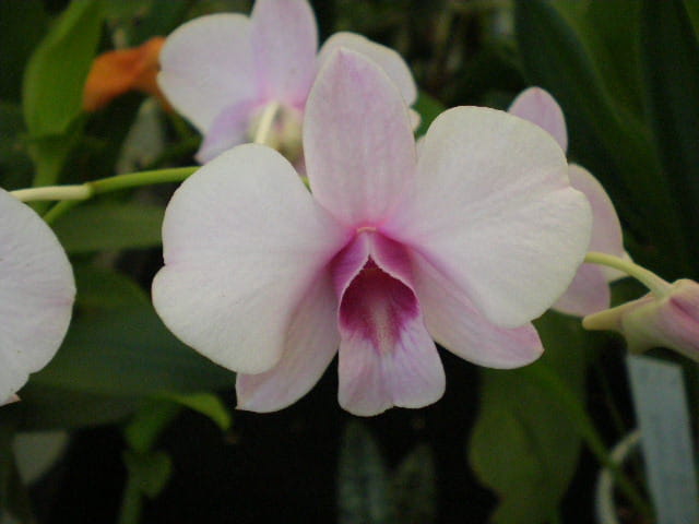 Rêve d\'un papillon