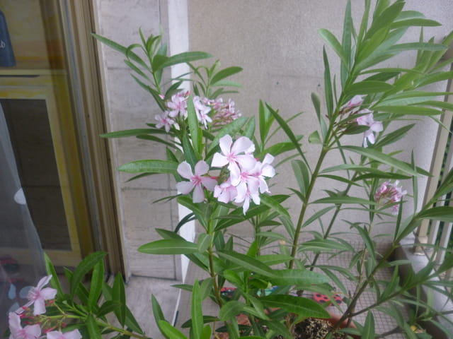 Réveil du laurier rose