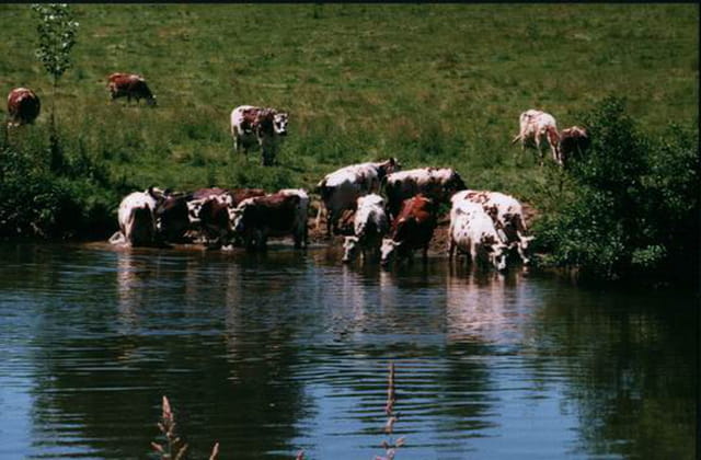 Rio grande