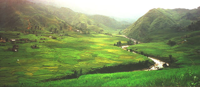 Rizières