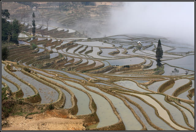 Rizières du Yunnan