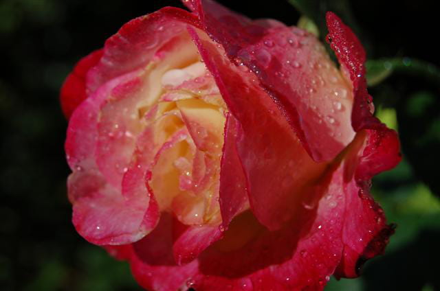 Rose à la rosée