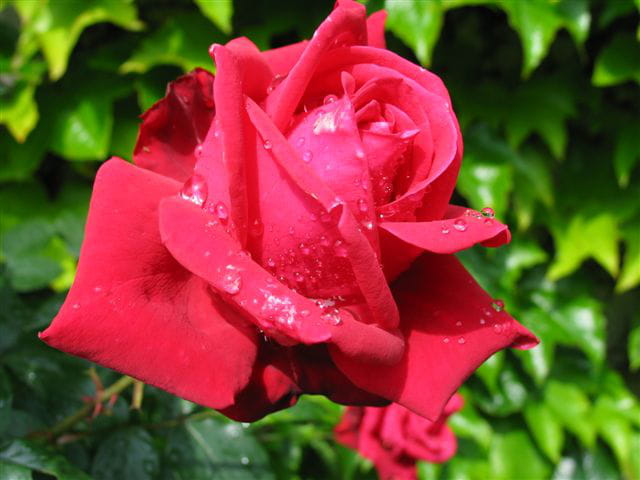 Rose après la pluie