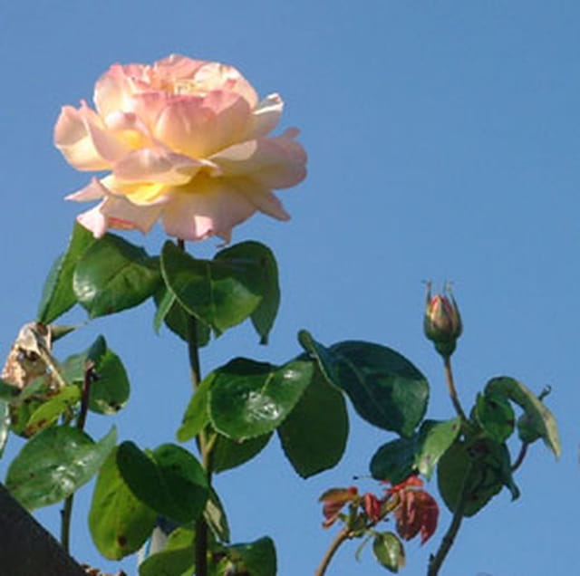 Rose d'Automne