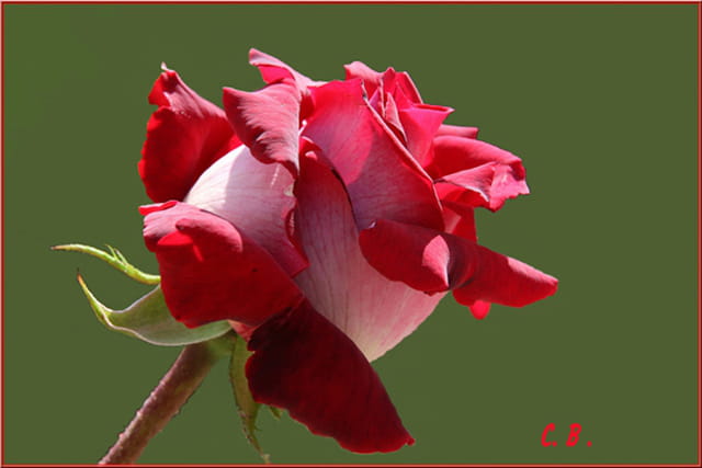 Rose de Mai