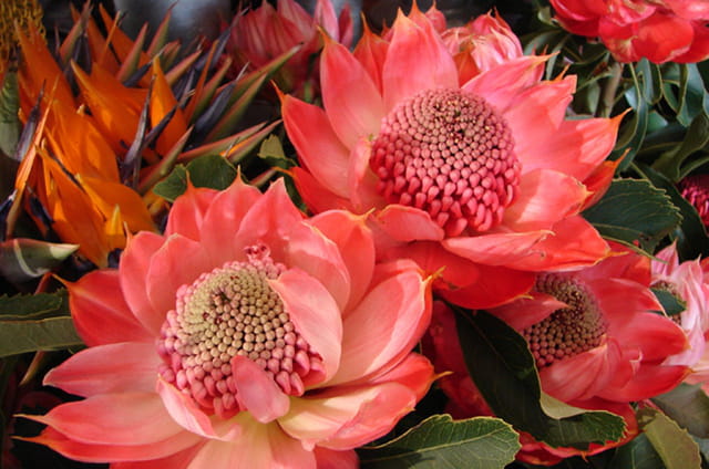 Rose de Porcelaine