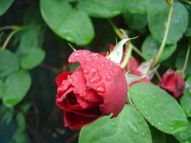 rose de printemps
