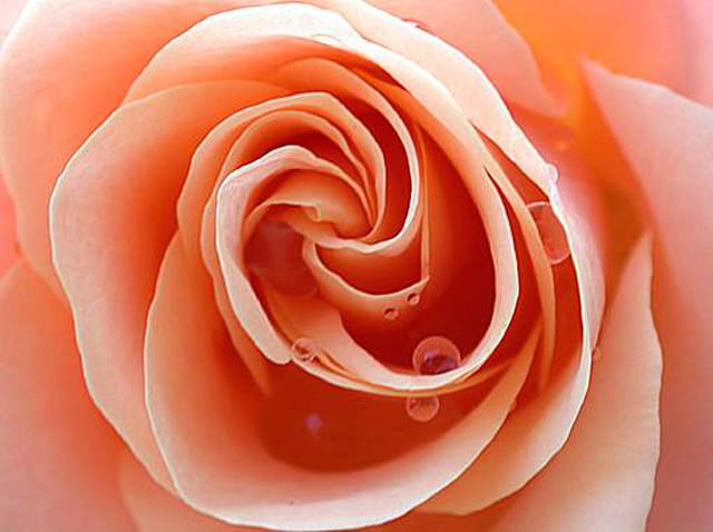 Rose du matin