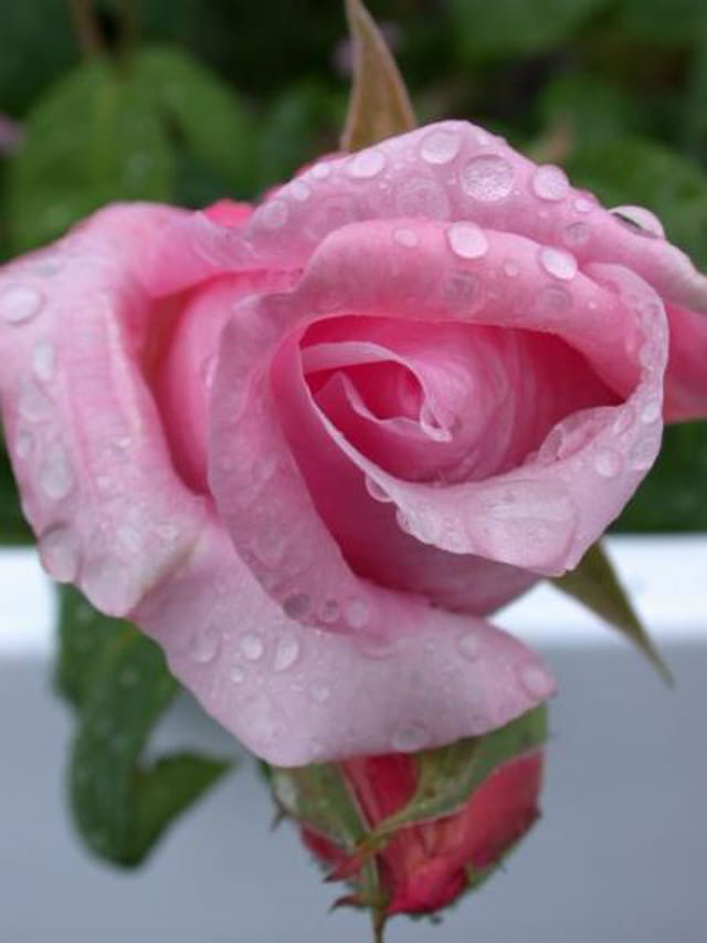 Rose en rosée