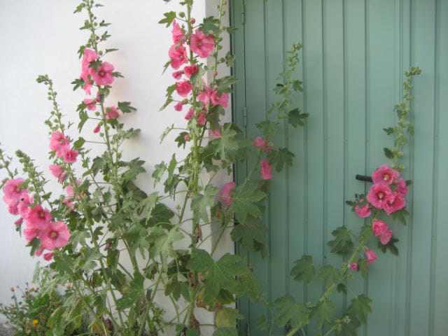 Rose et vert