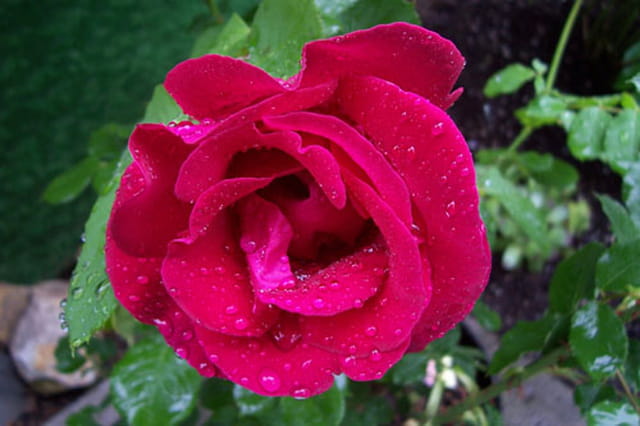 Rose gorgée de pluie