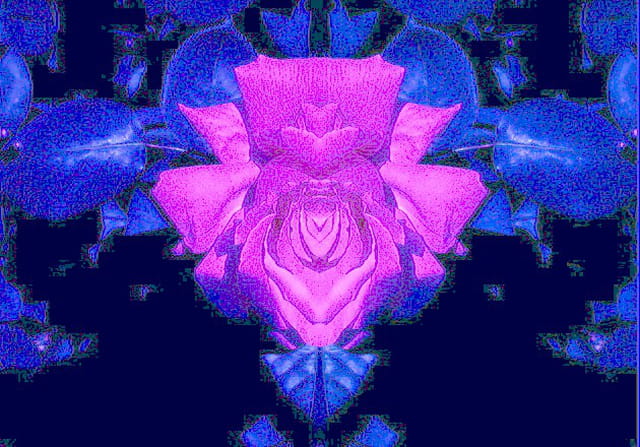 Rose hybride