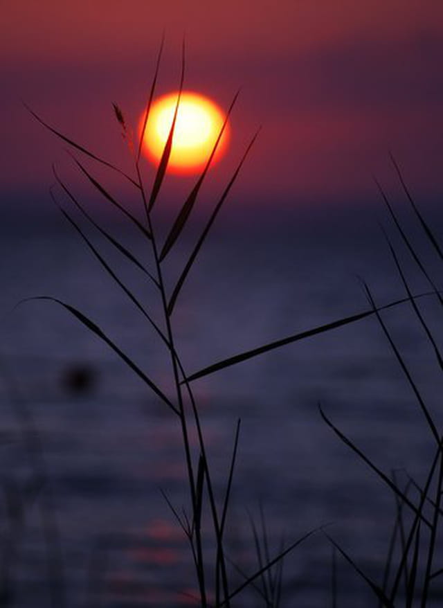 roseau dans le coucher de soleil
