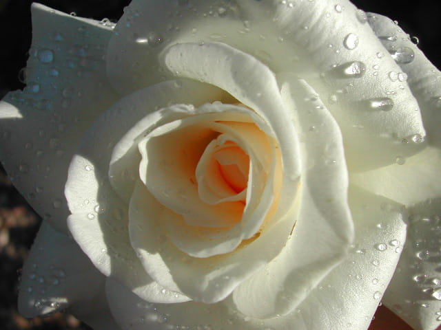 Rosée sur la rose