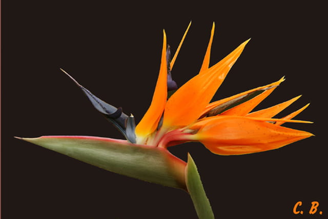 Fleurs de Mai