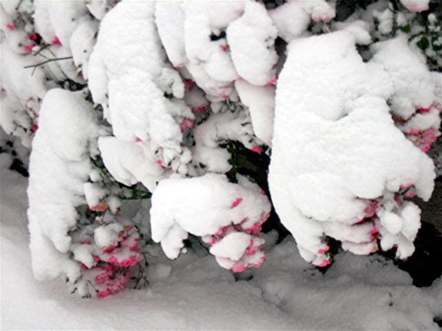 Rosier sous la neige