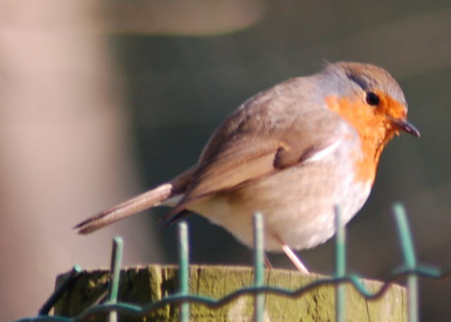 Rouge gorge