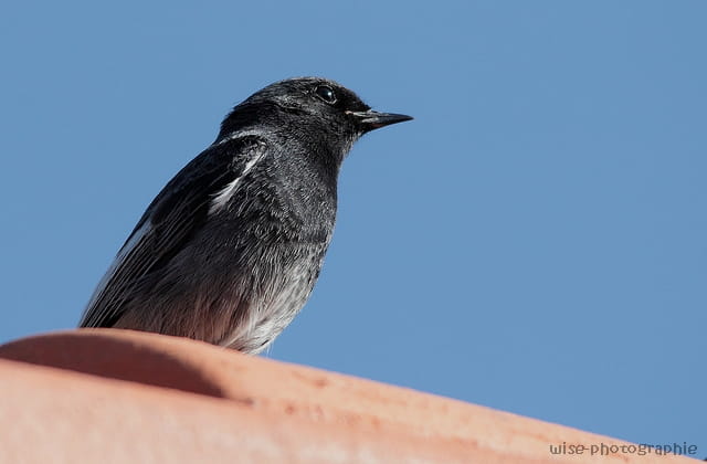 rouge queue (male)