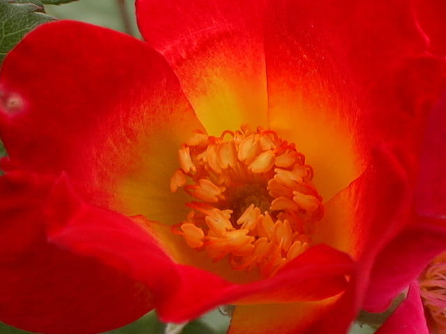 Rouge rouge