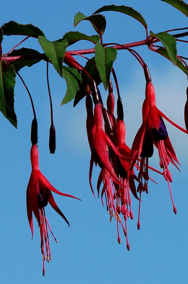 Rouge sur fond bleu