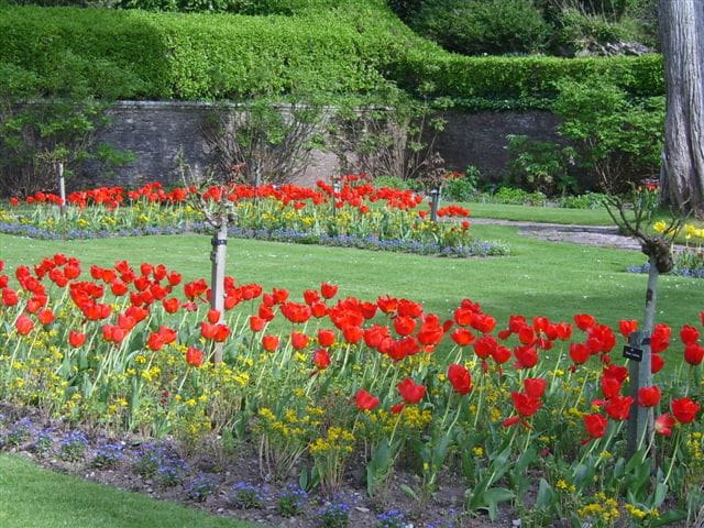 Rouge tulipe