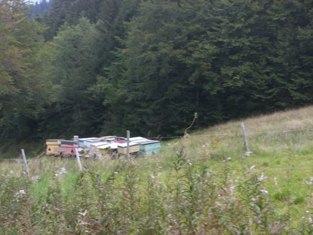Ruches pour les abeilles donnant le miel de montagne