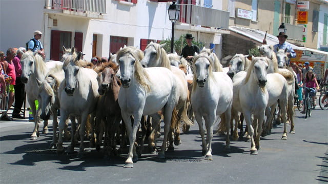 Saintes maries 14 juil 04