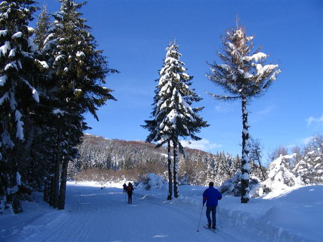 Sapins modeles