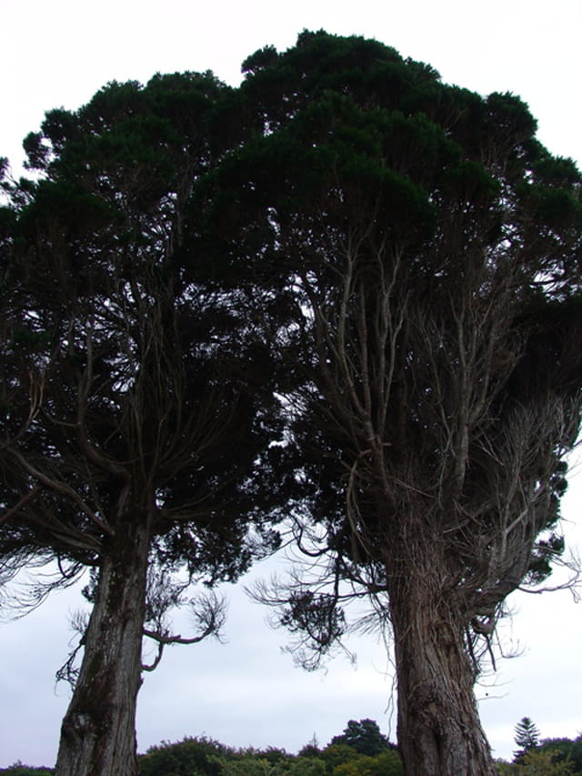 Sapins siamois