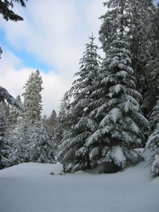 Sapins sous la neige