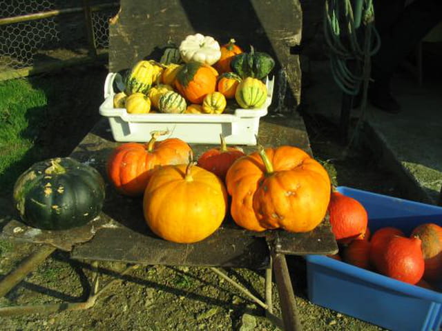 Saveurs d'automne
