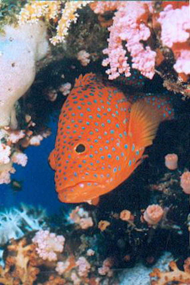 Seabass, mérou étoilé des coraux