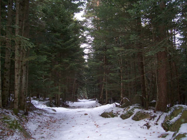 Sentier dans un bois