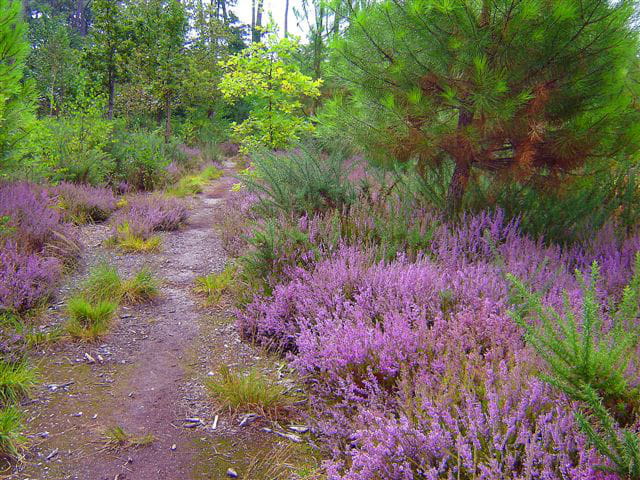 Sentier fleuri