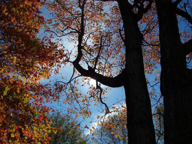 Soleil d'automne