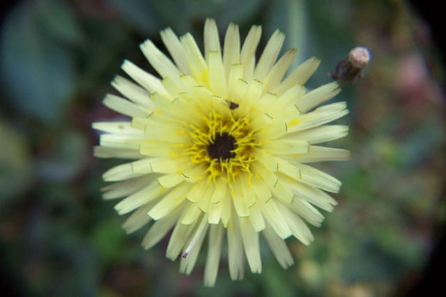 Soleil des champs sauvages