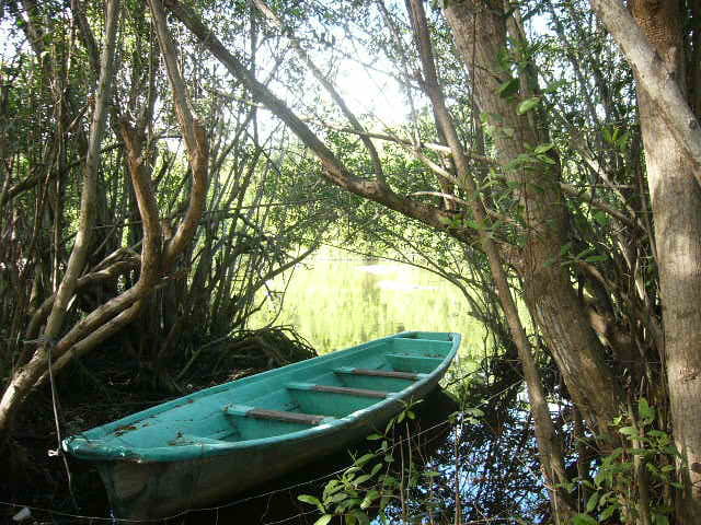 Sous les arbres