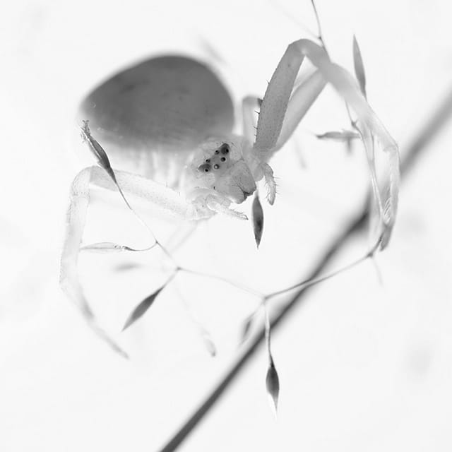 Spider in B and W