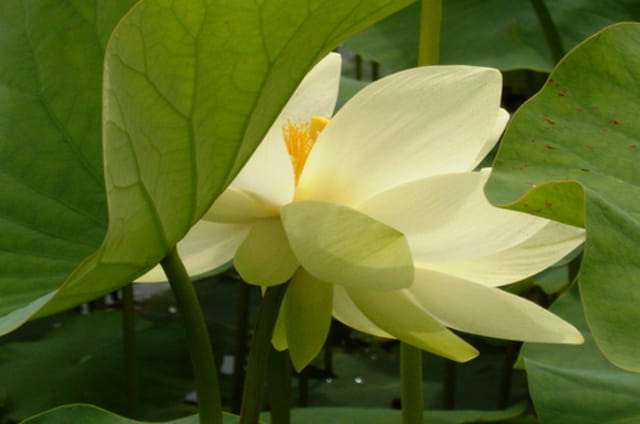 sublime nénuphar