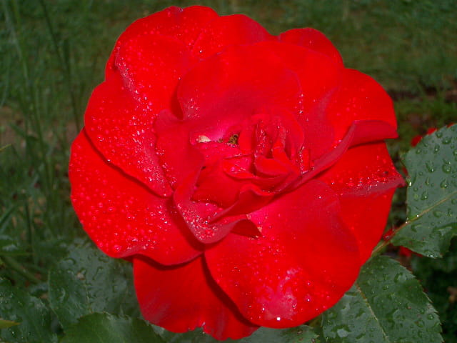 Sublime rose rouge