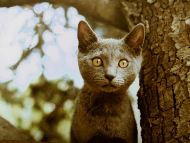 Sur un arbre perché