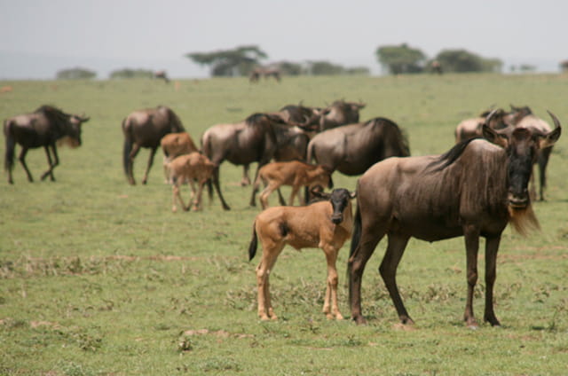 Tanzanie 2008