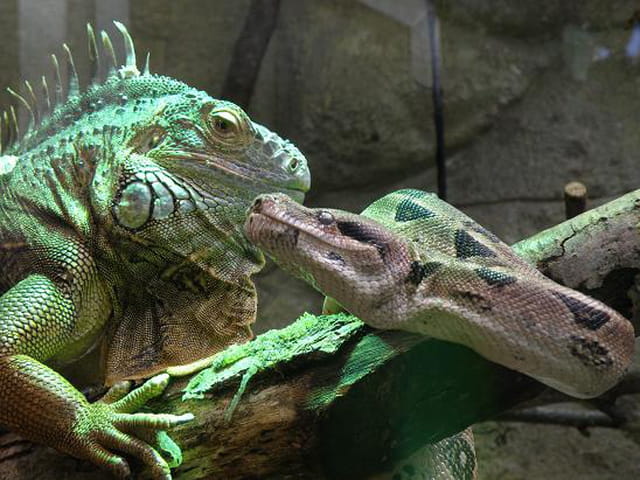 Tendresse reptilienne