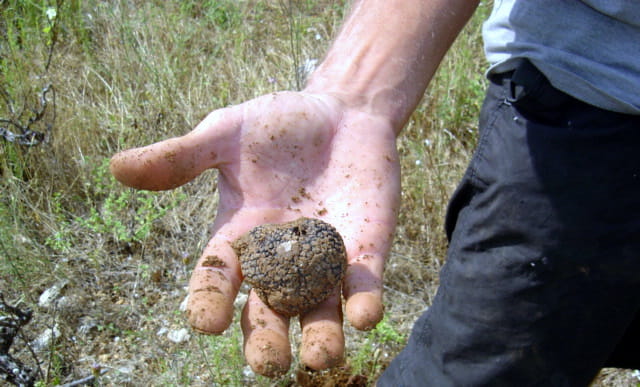 Terre de truffes