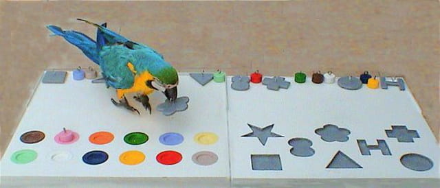 Test d'intelligence (ara ararauna)