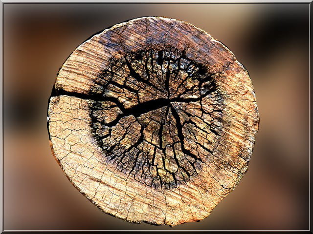 Textures d arbre
